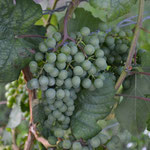 Wein in der Wachau