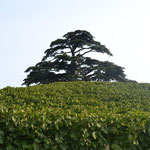 Baum im Weinberg