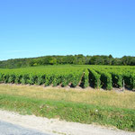 Mitten im Weinberggebiet (Champagne)
