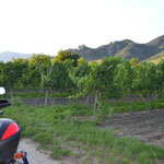 Wein am Wegrand