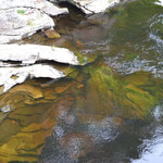 Mooriges Wasser