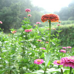 ∞ 季節のお花 ❀ 百日草