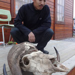 地元のアーティストの家の前にジャコウウシの頭蓋骨