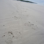 ウミイグアナの足跡。奥に小さく足跡の主が見えます。