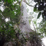 樹齢400年くらいの木だったか。寄生している動植物は4000種くらいだったか。