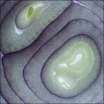 Tom Lloyd - Onions Rings 