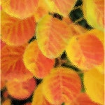 Trevor Allnutt - Autumn Thro' Frosted Glass
