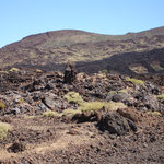 Teneriffa, langsam siedeln sich Pflanzen in der Lava an