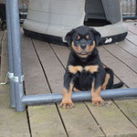 Male pup at 8 weeks old.(Arkan Vom Hause Neubrand x Nanni Vom Hause Neubrand)