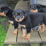 Male pup at 8 weeks old.(Arkan Vom Hause Neubrand x Nanni Vom Hause Neubrand)