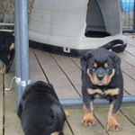 Male pup at 8 weeks old.(Arkan Vom Hause Neubrand x Nanni Vom Hause Neubrand)