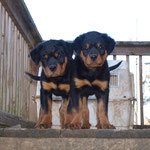 Male and female pup at 11 weeks old.(Arkan Vom Hause Neubrand x Nanni Vom Hause Neubrand)