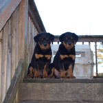 Male and female pup at 11 weeks old.(Arkan Vom Hause Neubrand x Nanni Vom Hause Neubrand)