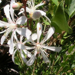 Tarflower--Bejaria racemosa