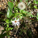 Climbing Aster--Symphyotrichum carolinianum