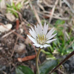 Pineland Daisy--Chaptalia tomentosa