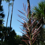 Sugarcane Plumegrass- Saccharum giganteum