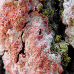 Christmas lichen--Cryptothecia rubrocincta