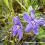 Sky Flower-Hydrolea corymbosa