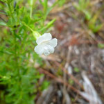 Hyssop, Hedge--Gratiola sp.