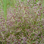 Pineland pinweed-lechea sessilifolia
