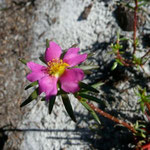 Moss-rose Purslane--Portulaca grandiflora