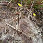 Zig Zag Bladderwort (Utricularia subulata)