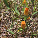 Milkwort, Orange,/Candy Weed--Polygala lutea