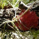 Christmas lichen--Cryptothecia rubrocincta