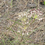 Milkweed, Swamp-asclepias perennis