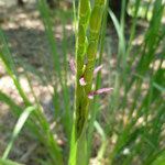 Fakahatchee Grass, Tripsacum dactyloides
