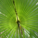 Sabal Palm--Sabal palmetto