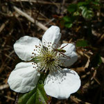 Blackberry--Rubus sp.
