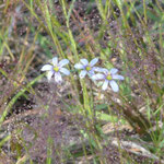 Blue-eyed grass--Sisyrinchium angustifolium