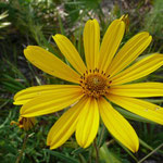 False Sunflower--Phoebanthus grandiflora