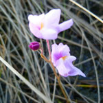 Bladderwort, EASTERN PURPLE--Utricularia purpurea