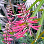 Coral Bean--Erythrina herbacea