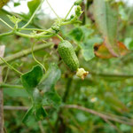 Creeping Cucumber--Melothria pendula