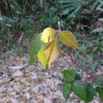 Poison Ivy--Toxicodendron radicans
