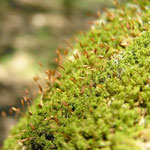 Moss--Bryophyte