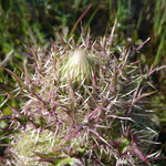 Thistle, Purple-Cirsium horridulum
