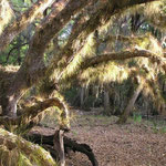 Wild Pine-Tillandsia setacea