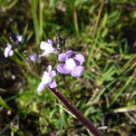 Canadian Toadflax--Linaria canadensis