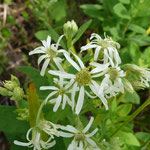 Aster, White-topped--Oclema reticulata