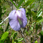 Butterfly Pea--Centrosema virginianum