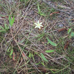 Yellow-star Grass, Hypoxis sp.
