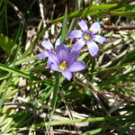 Blue-eyed grass--Sisyrinchium angustifolium