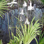 Pine-Hyacinth--Clematis Baldwinii