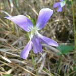 Violet, Florida-Viola affinis