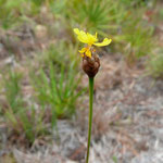 Yellow-eyed Grass, xyris elliottii